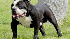 Staroangali bulldog